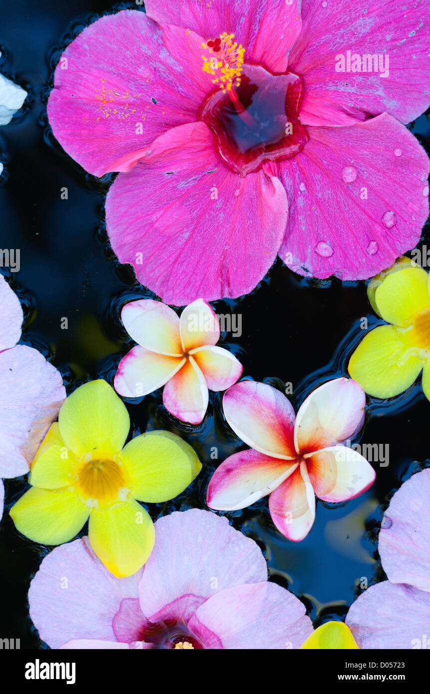 Tropical flowers in water Stock Photo Alamy
