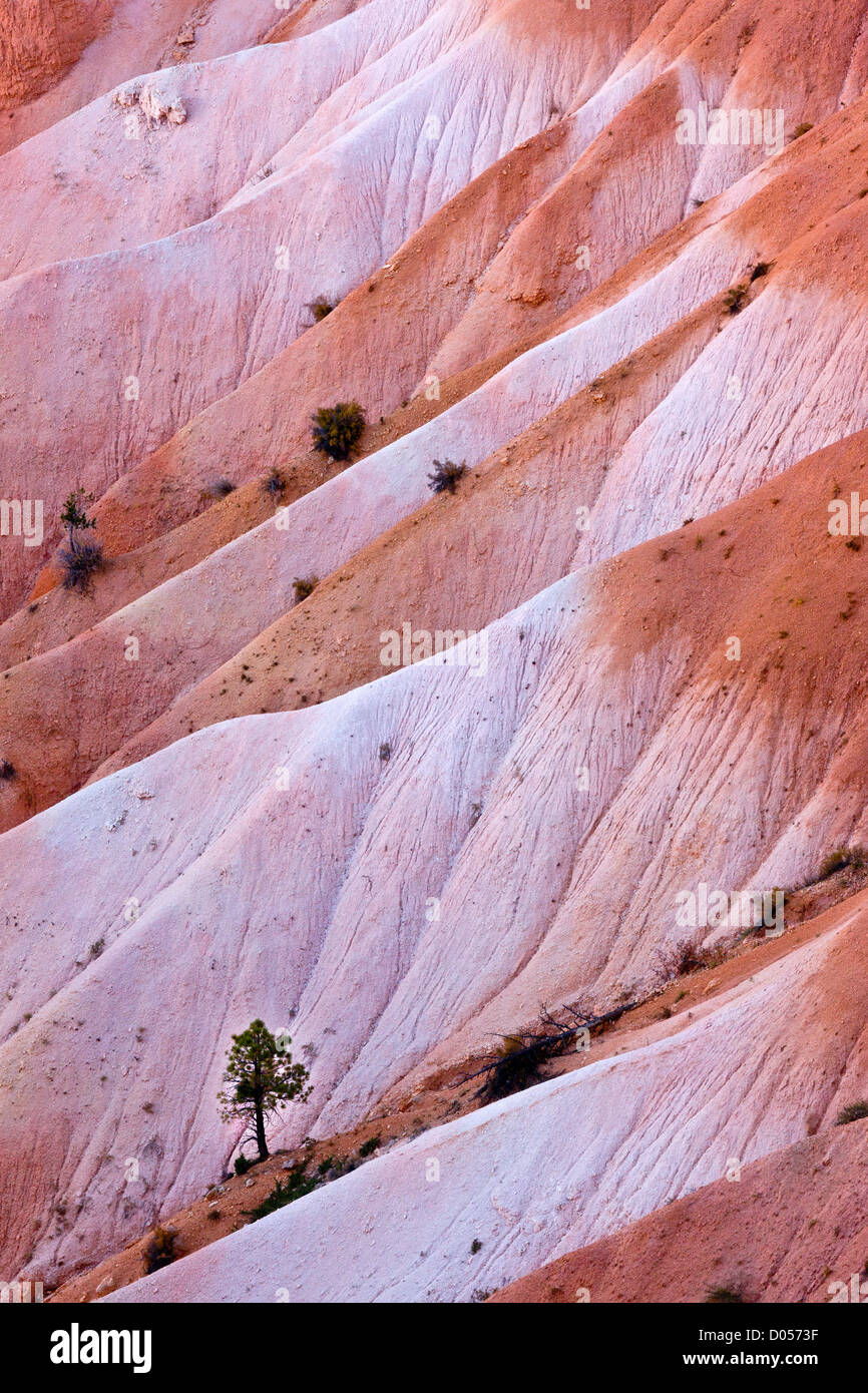 Lodgepole Pines and other plants growing on the eroding lower slopes of