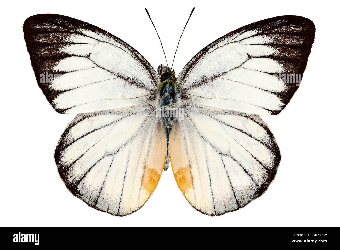 White butterfly species Delias baracasa Stock Photo