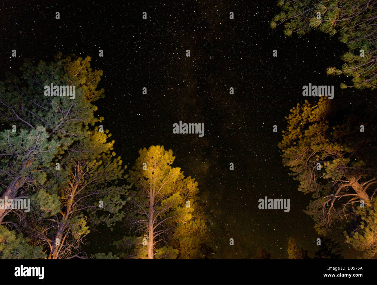 The night sky from the woods at Bryce Canyon National Park, Utah, USA Stock Photo