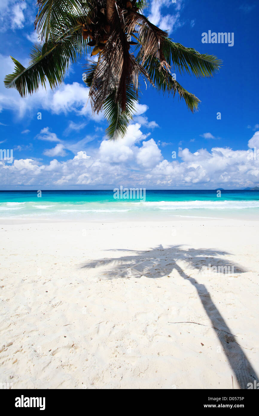 Palm tree shadow on sand Stock Photo - Alamy