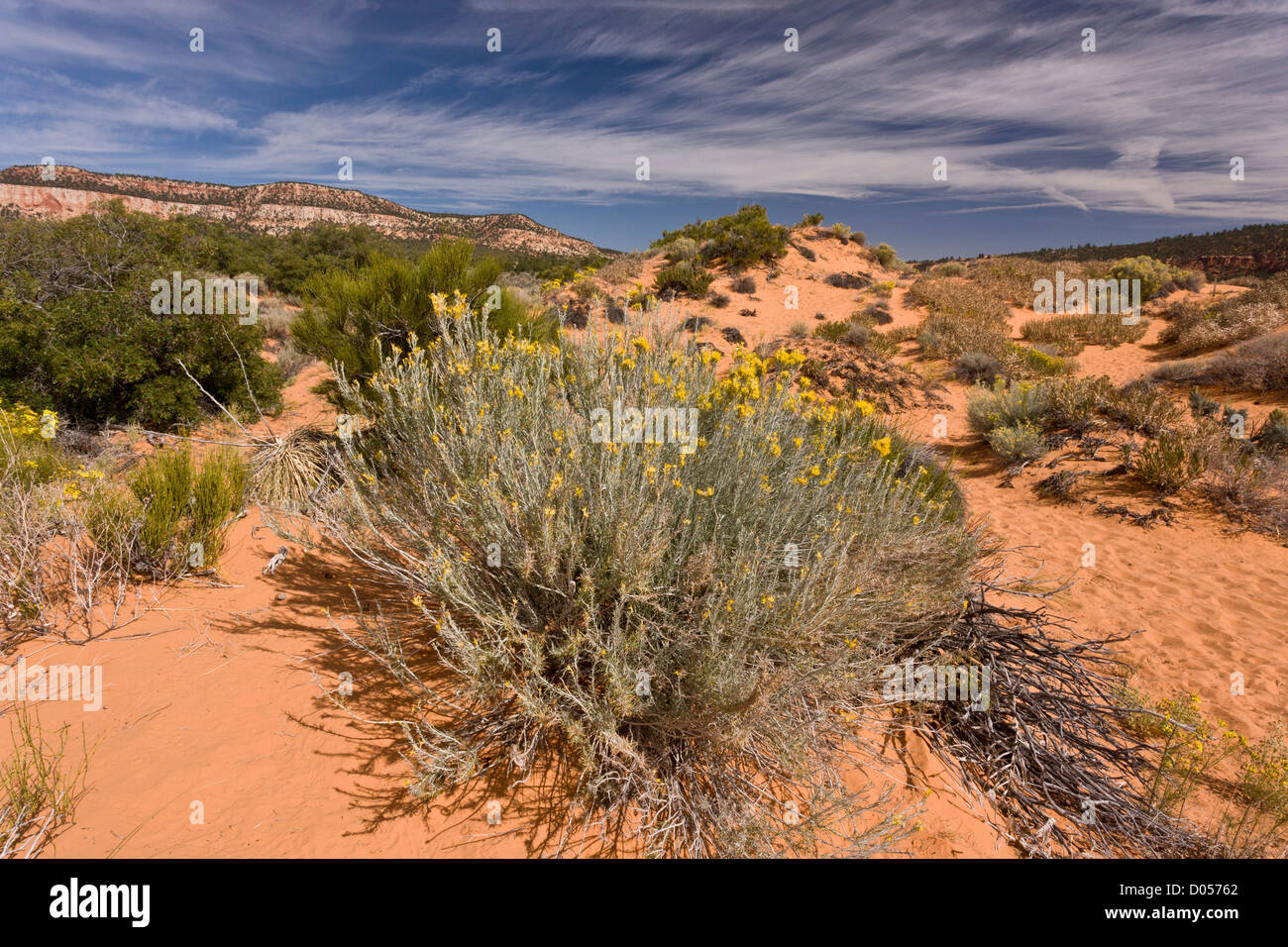 Vegetated sand dunes in the protected part of Coral Pink Sand Dunes State Park, Utah, USA Stock Photo