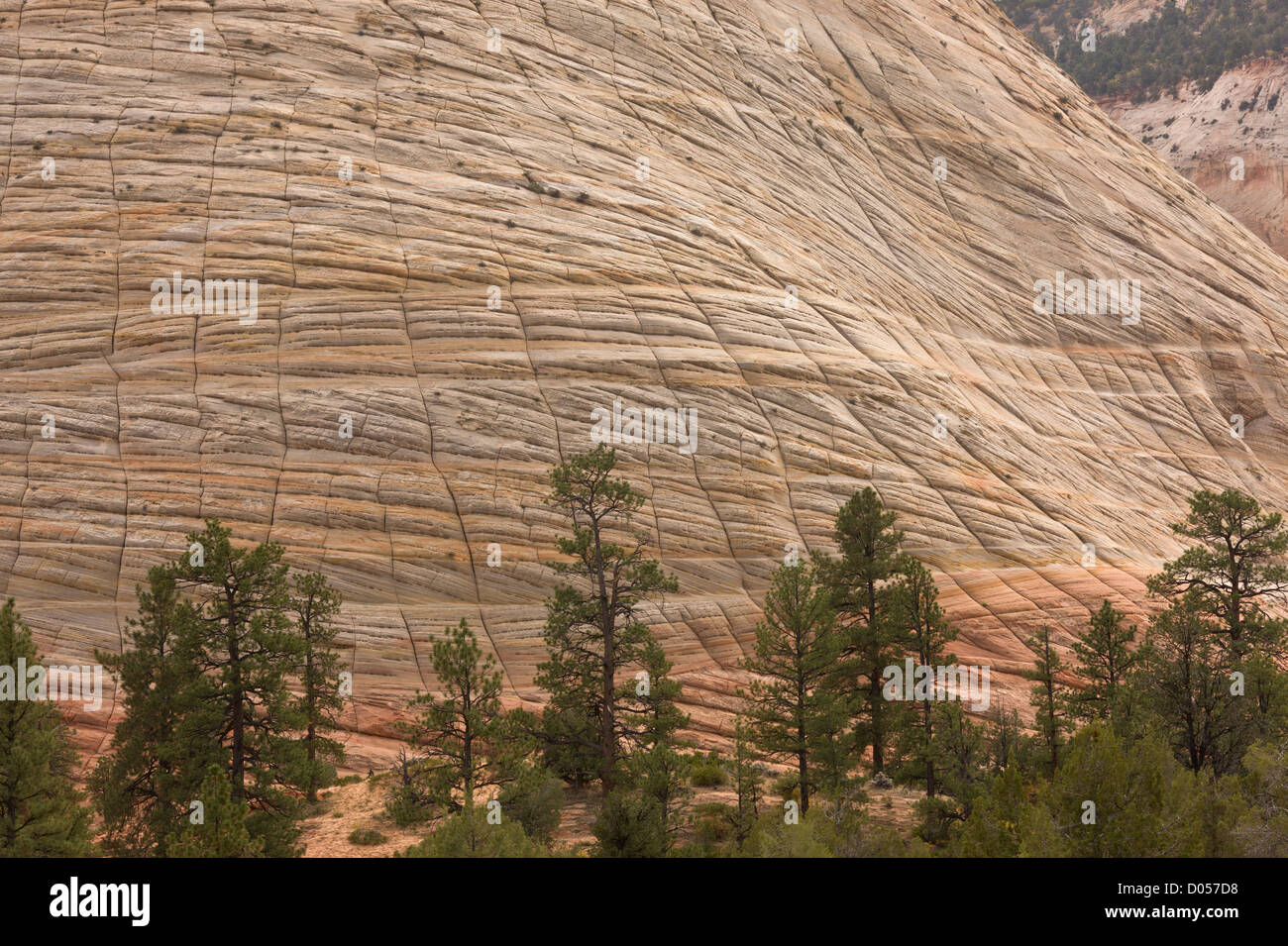 Checkerboard Mesa, showing both cross-bedding and vertical stress and erosion fractures, Zion National Park, Utah, USA Stock Photo