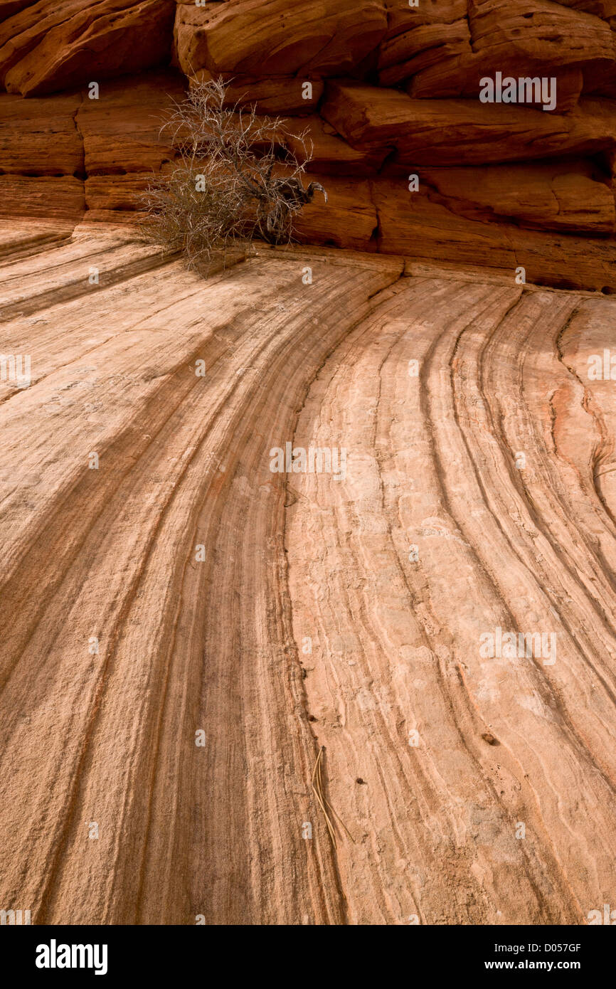 Littleleaf Mountain Mahogany, on Navajo sandstone, with Temple Cap formation behind. Zion National Park, Utah, USA Stock Photo