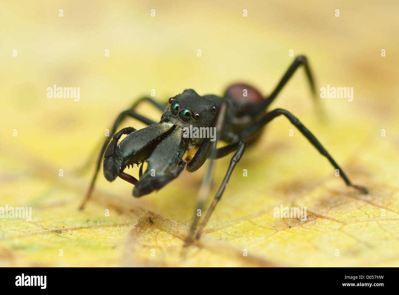 Macro Photos Frame an Ant-Mimicking Jumping Spider that Radiates an  Iridescent Sheen — Colossal