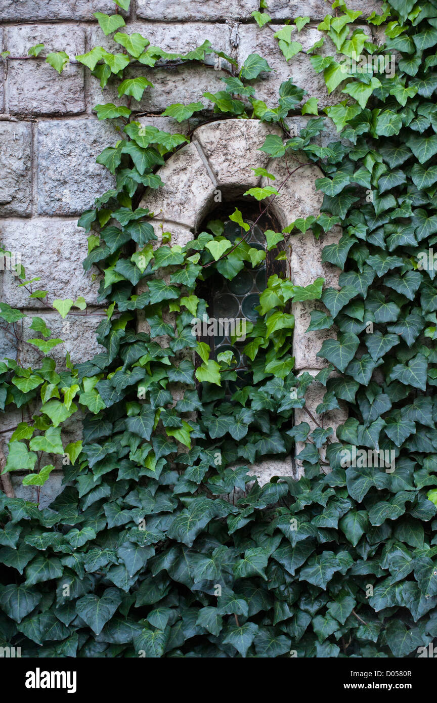 Ancient castle window, stone wall, covered with green ivy Stock Photo