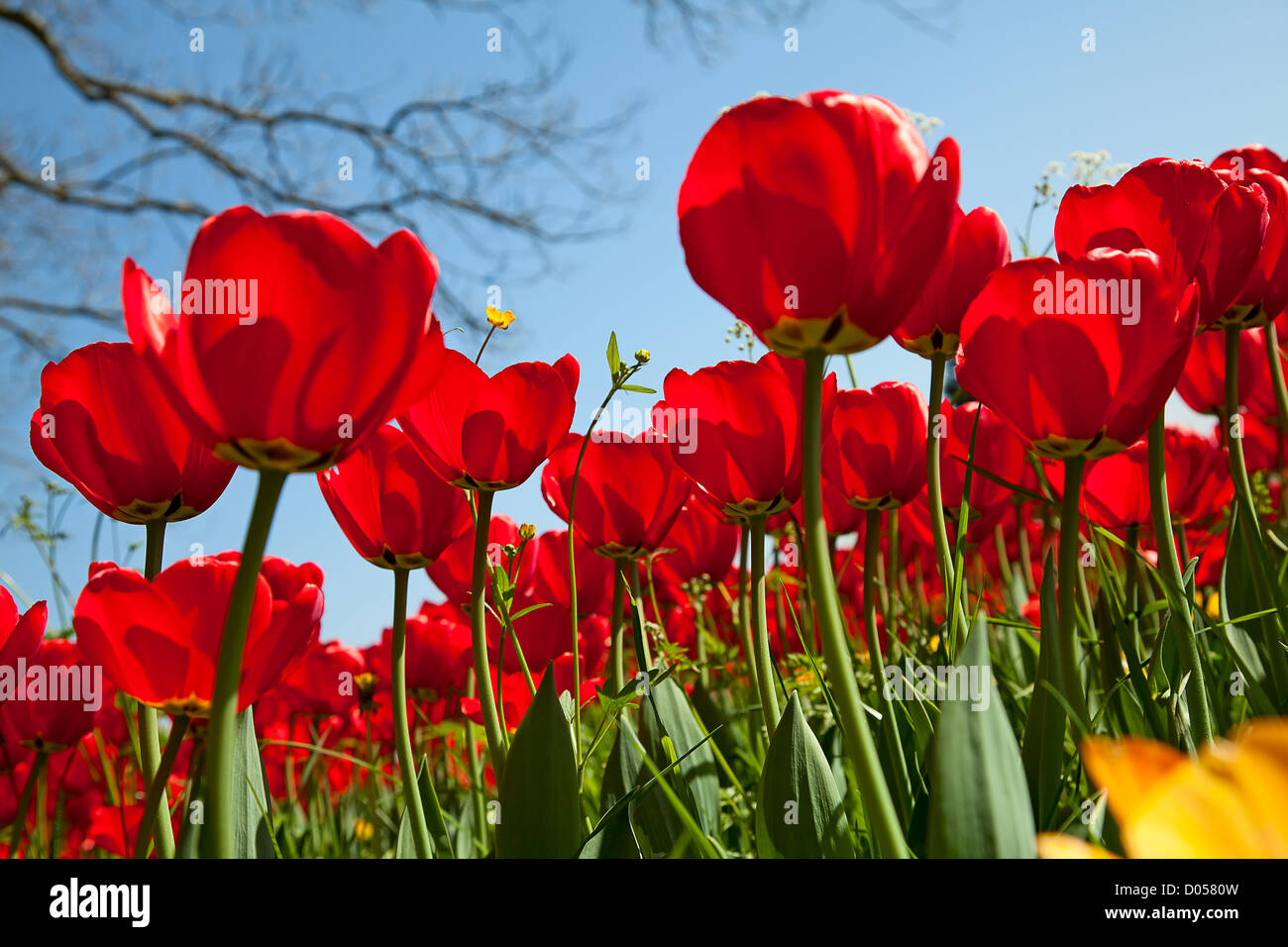Fresh blooming tulips in the spring garden Stock Photo - Alamy