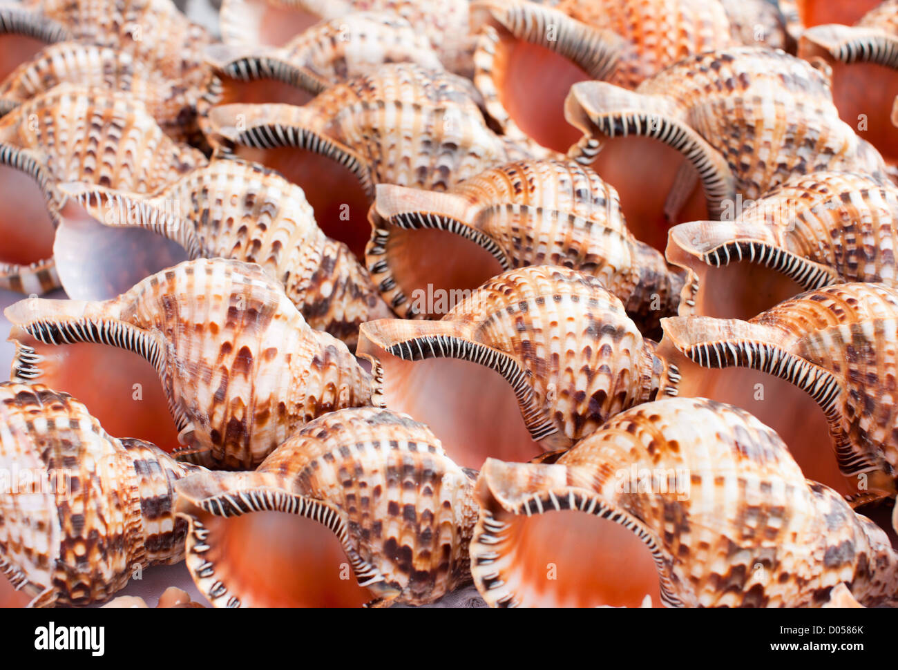 Conch shell seashell spiral hires stock photography and images Alamy