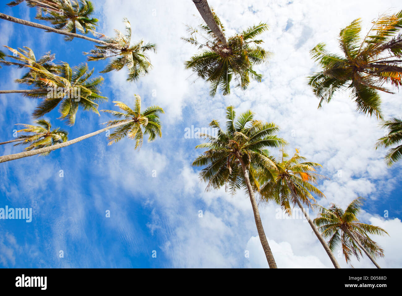 Many beautiful palm trees hi-res stock photography and images - Alamy