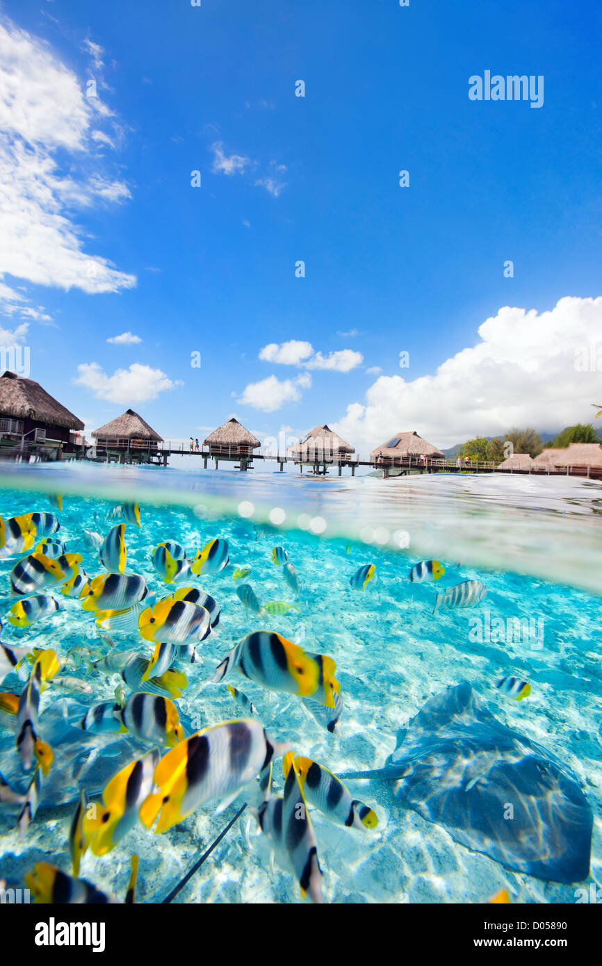 Tropical reef fish polynesia hires stock photography and images Alamy