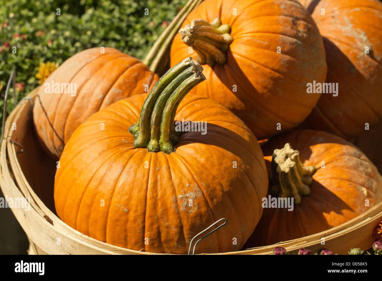 Basket of pumpkins, Hardwick, Vermont, USA Stock Photo