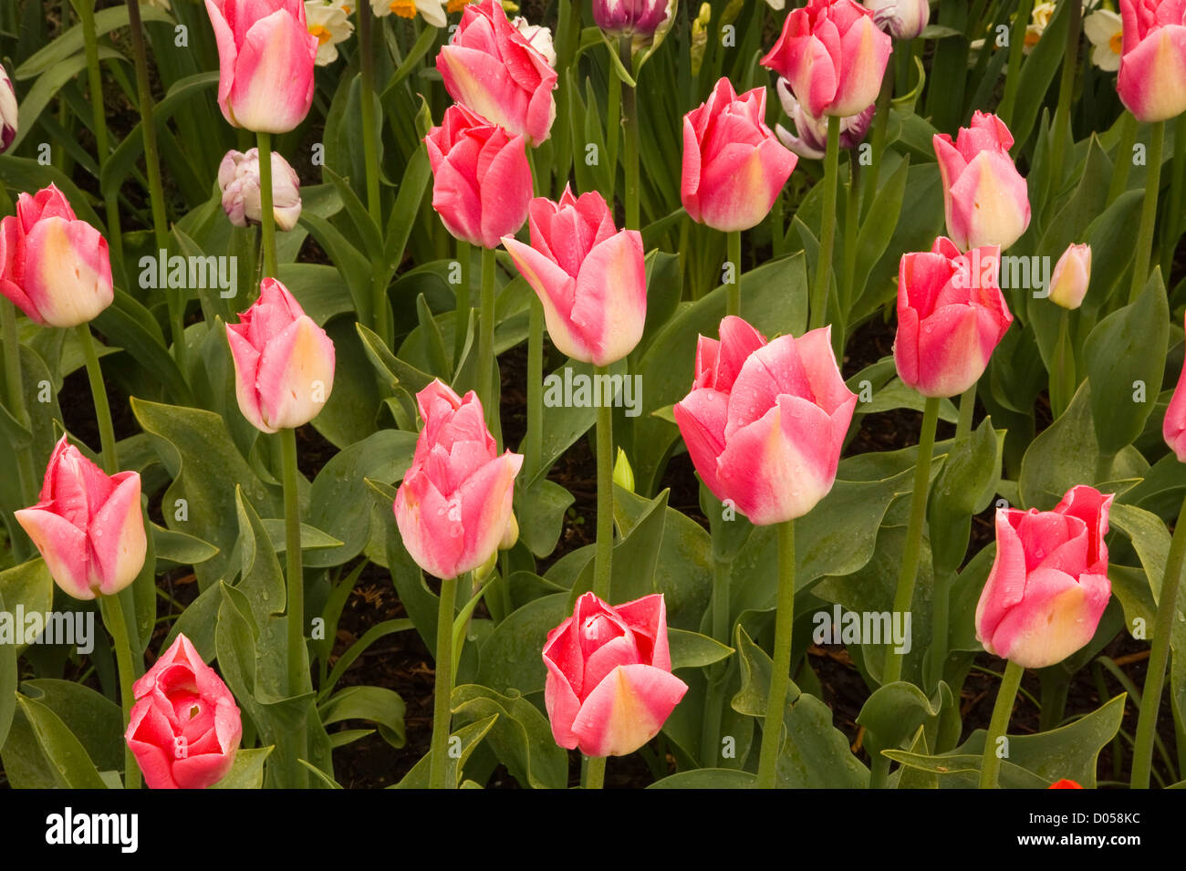 WASHINGTON Tulips blooming at a display garden at the RoozenGaarde