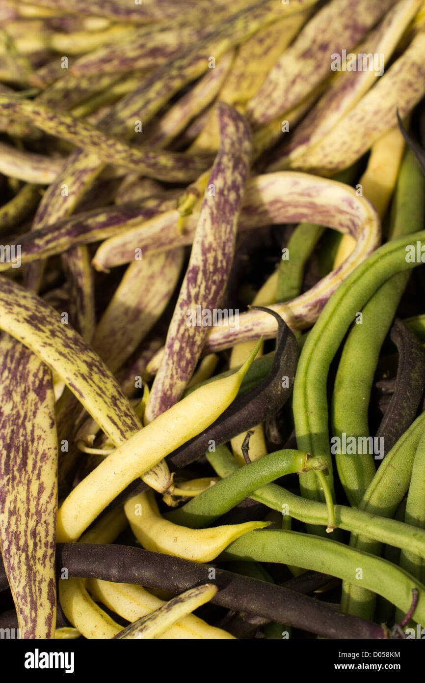 beans on display, Farmer's Market, Hardwick, Vermont, USA Stock Photo