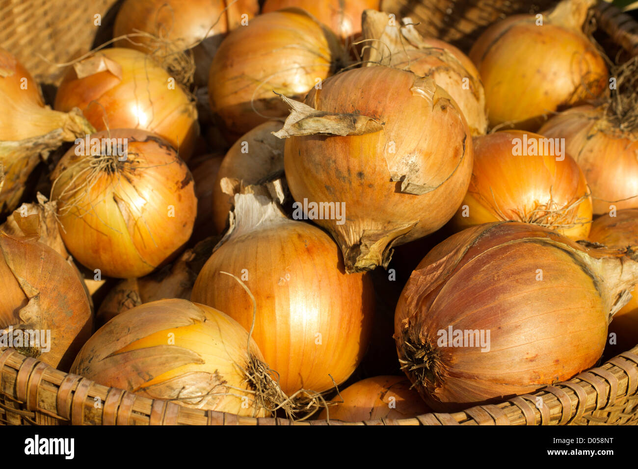 basket of onions at a farmer's market, Hardwick, Vermont, USA Stock Photo