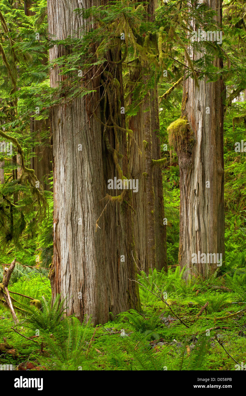 WA06631-00...WASHINGTON - Trees in the Quinault Rain Forest along the North Fork Quinault River Trail in Olympic National Park. Stock Photo