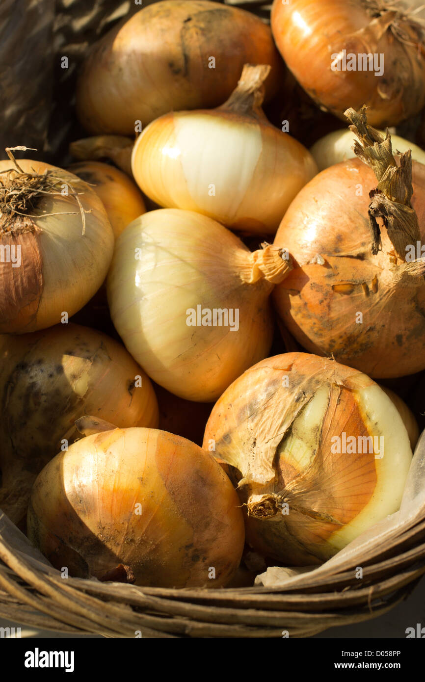 basket of yellow onions, farmer's market, Hardwick, Vermont, USA Stock Photo