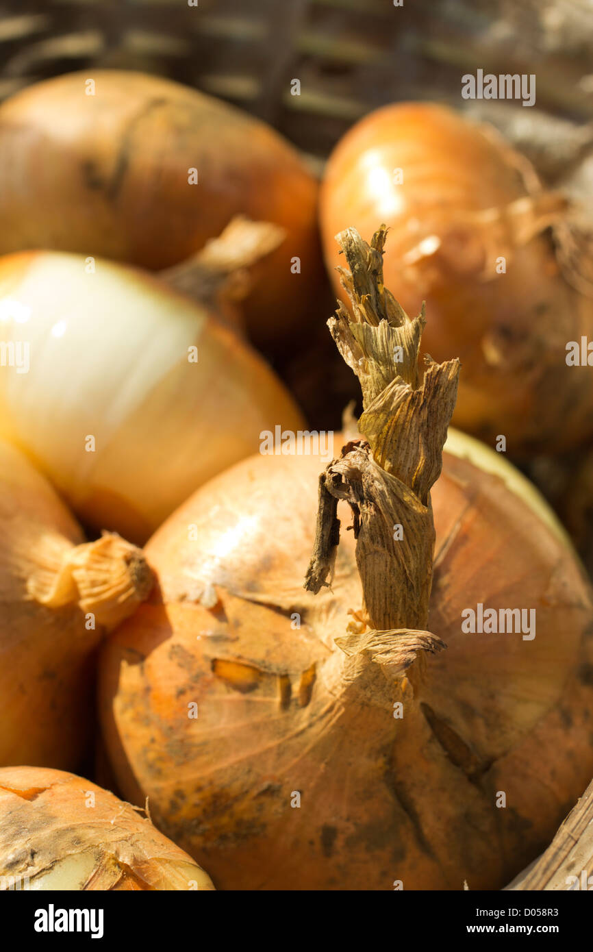 basket of yellow onions, farmer's market, Hardwick, Vermont, USA Stock Photo