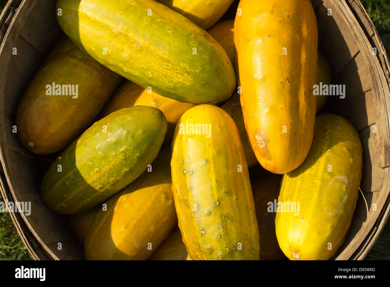basket of yellow cucumbers Stock Photo Alamy