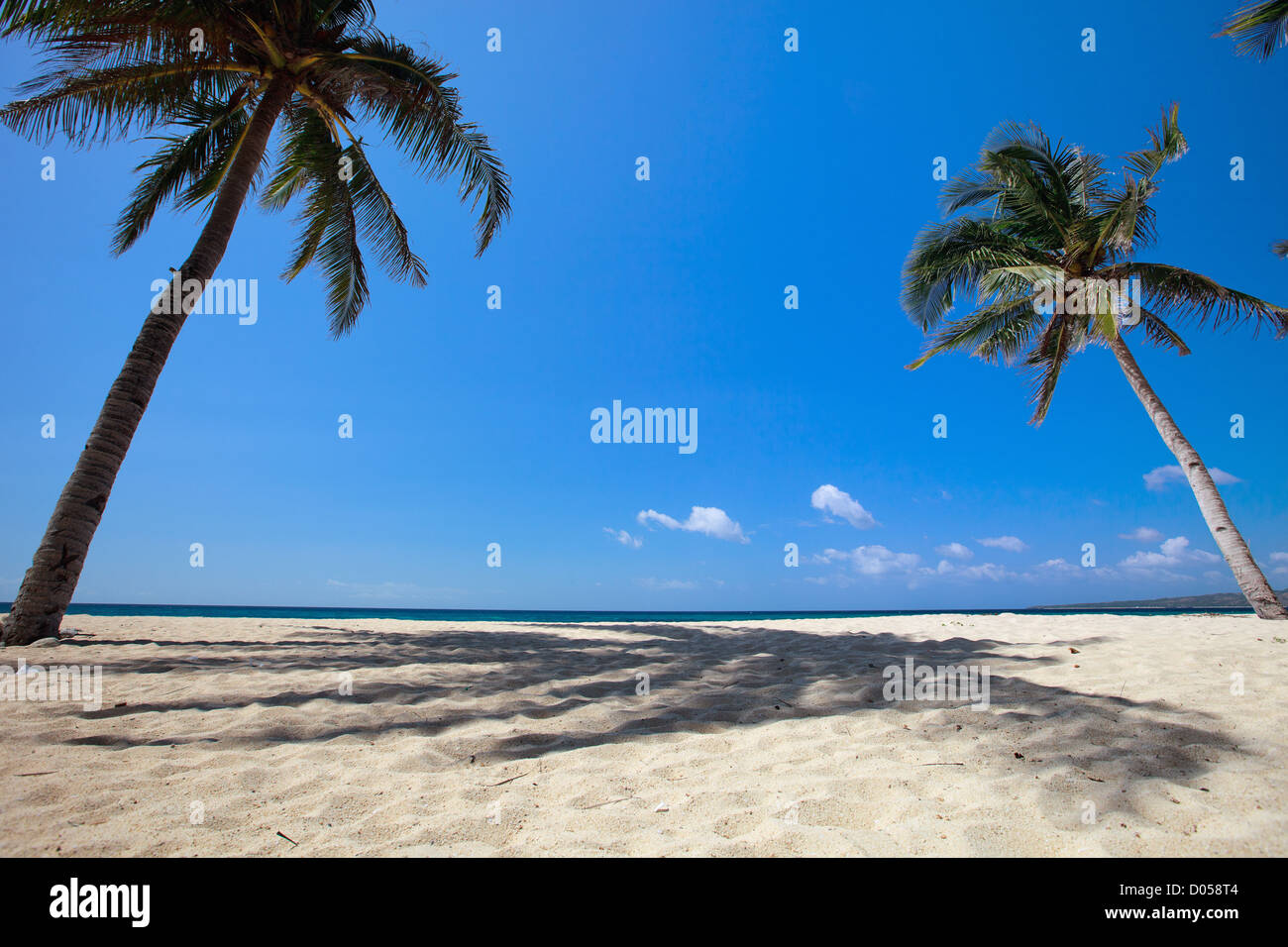 Palm trees on tropical beach Stock Photo - Alamy