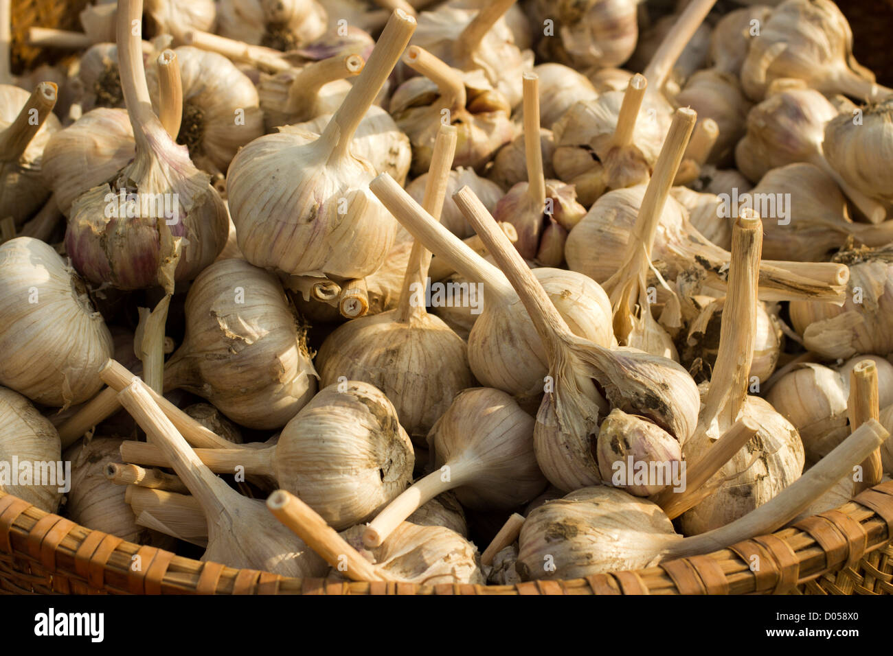 basket of long neck garlic, farmer's market, Hardwick, Vermont, USA Stock Photo