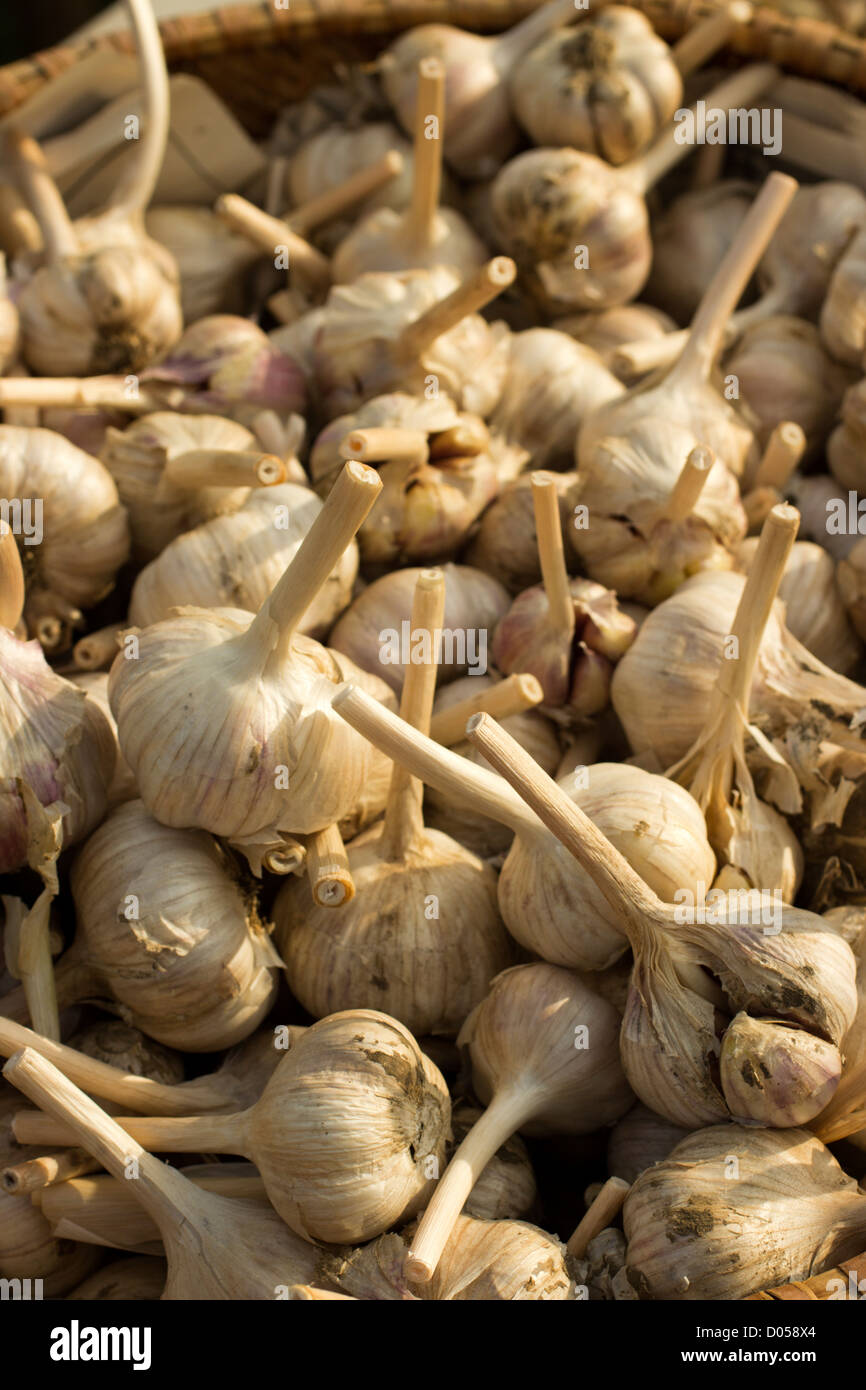 basket of long neck garlic, farmer's market, Hardwick, Vermont, USA Stock Photo