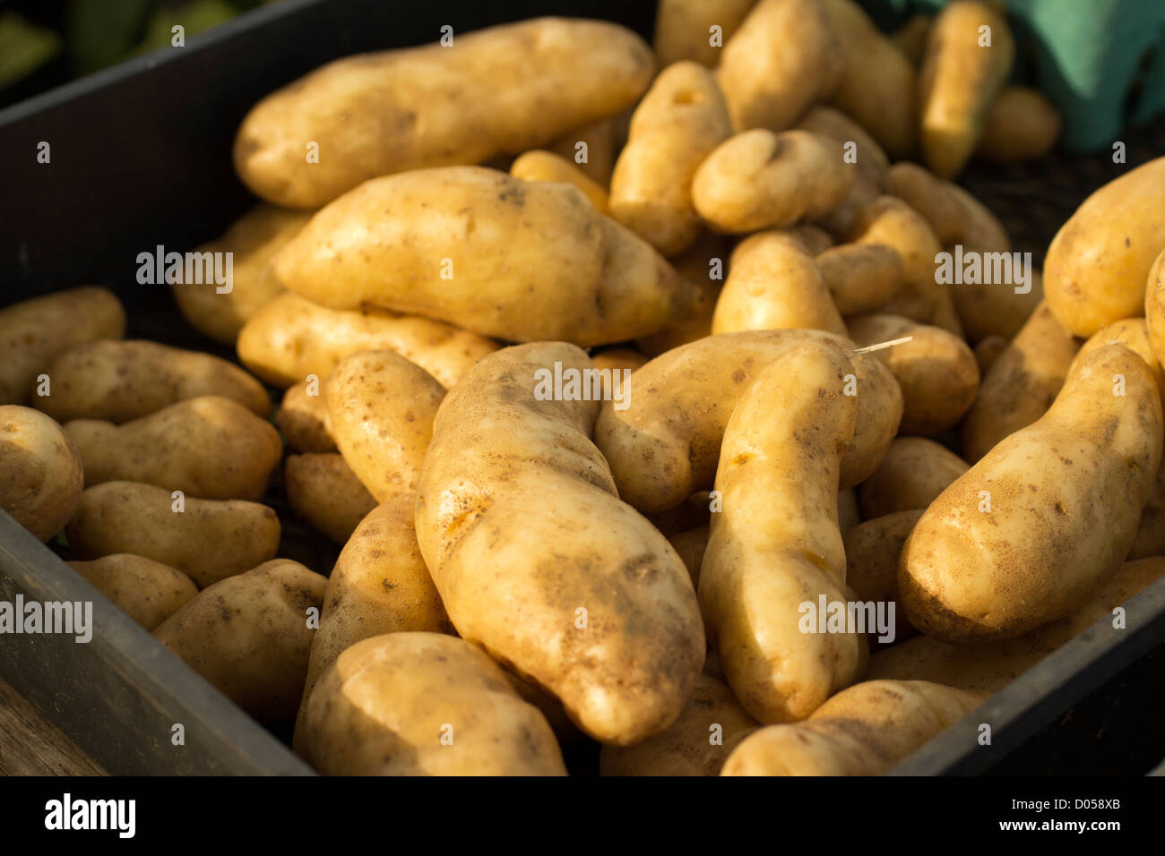 Potato display, Farmer's Market, Hardwick, Vermont, USA Stock Photo