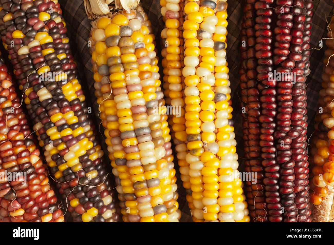 Dried corn also called Indian corn Stock Photo Alamy