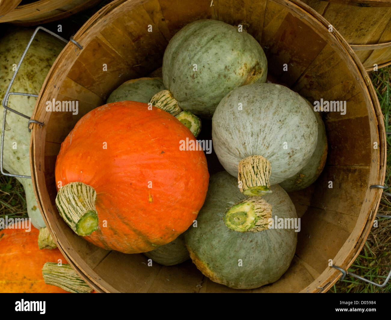 basket of squashes also known as marrows Stock Photo