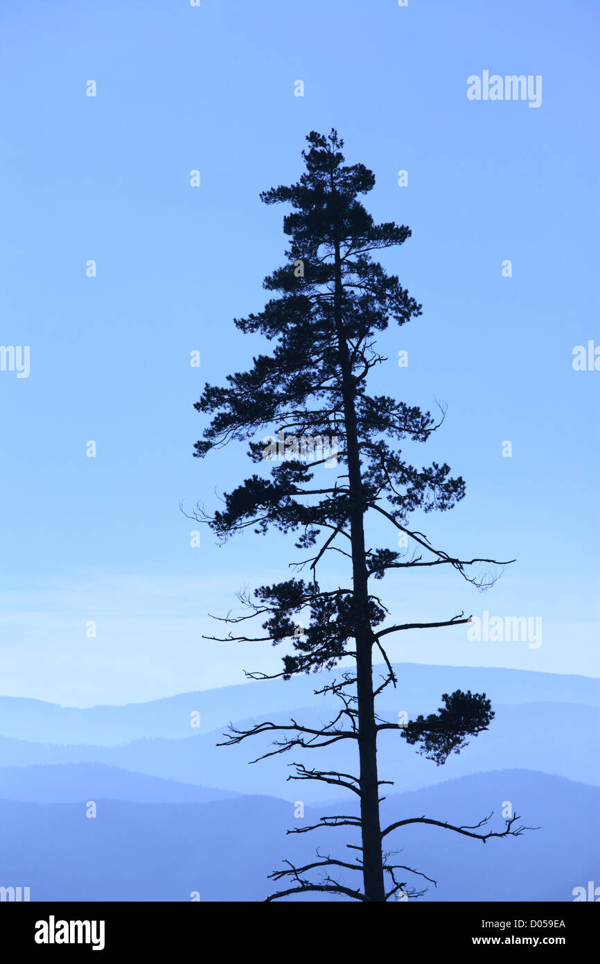 Silhouette pine tree hi-res stock photography and images - Alamy