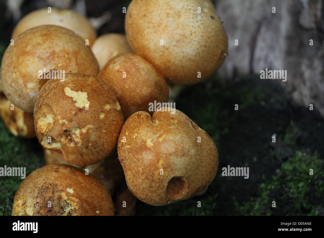 Mushrooms wild in yorkshire Stock Photo Alamy