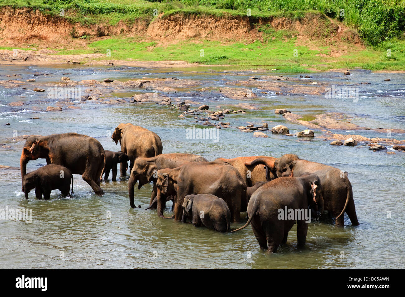Elephants from the Pinnawala Elephant Orphanage, Kegella, Sri Lanka washing in the local river Stock Photo