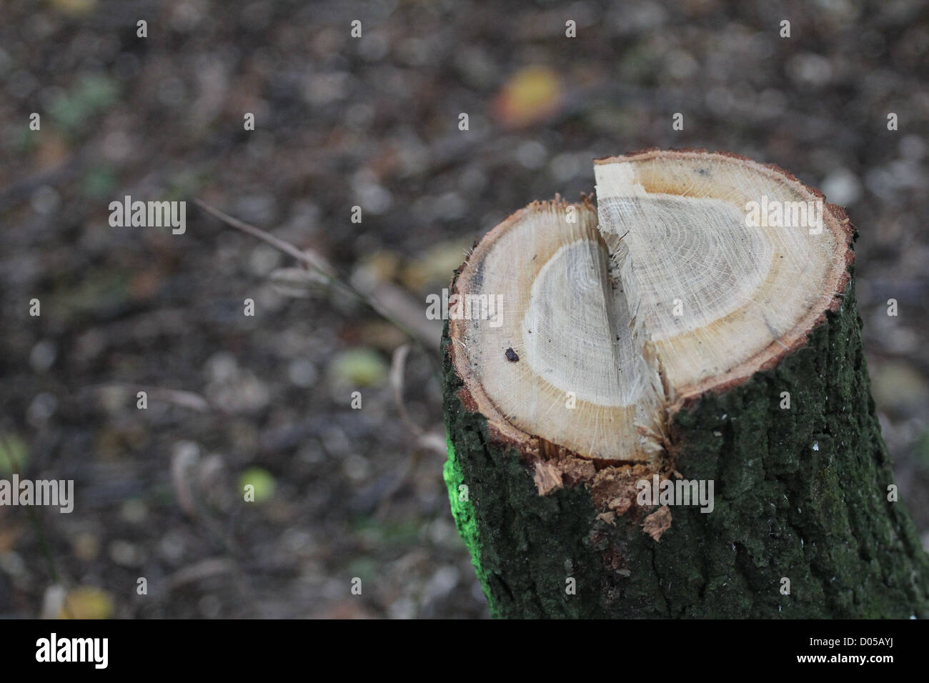 Sawn off tree stump Stock Photo - Alamy