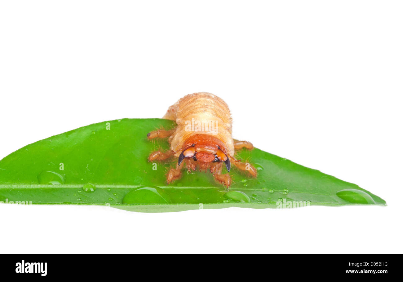 Chafer larva on green leaf isolated on white Stock Photo