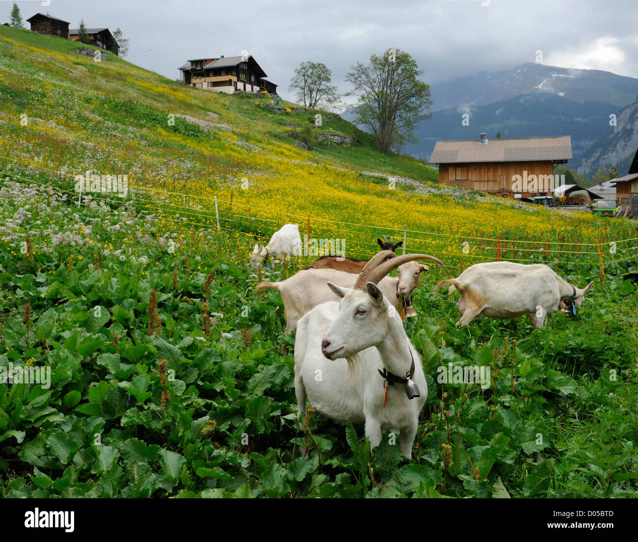 Swiss goats hires stock photography and images Alamy