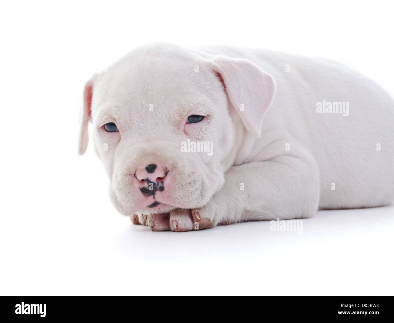 American Staffordshire Terrier Dog Puppy laying Stock Photo - Alamy