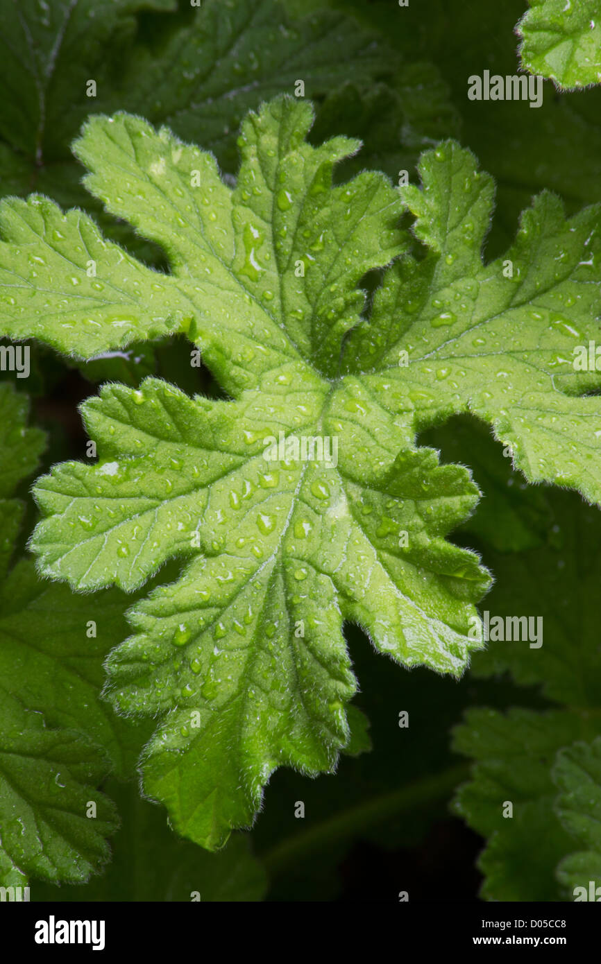 Scented geranium leaves Stock Photo Alamy
