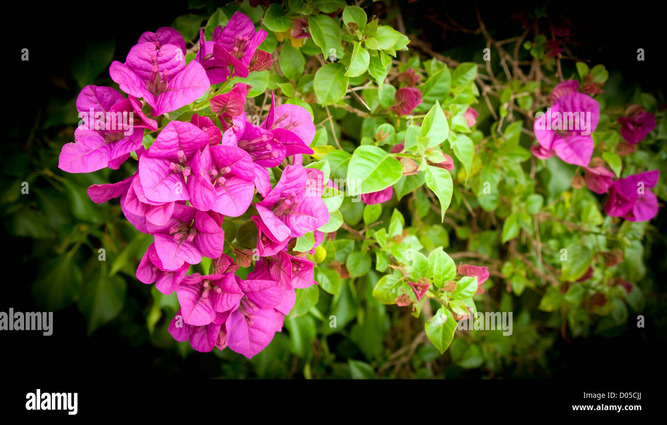 Bougainvillea flowers in bright purple and green Stock Photo