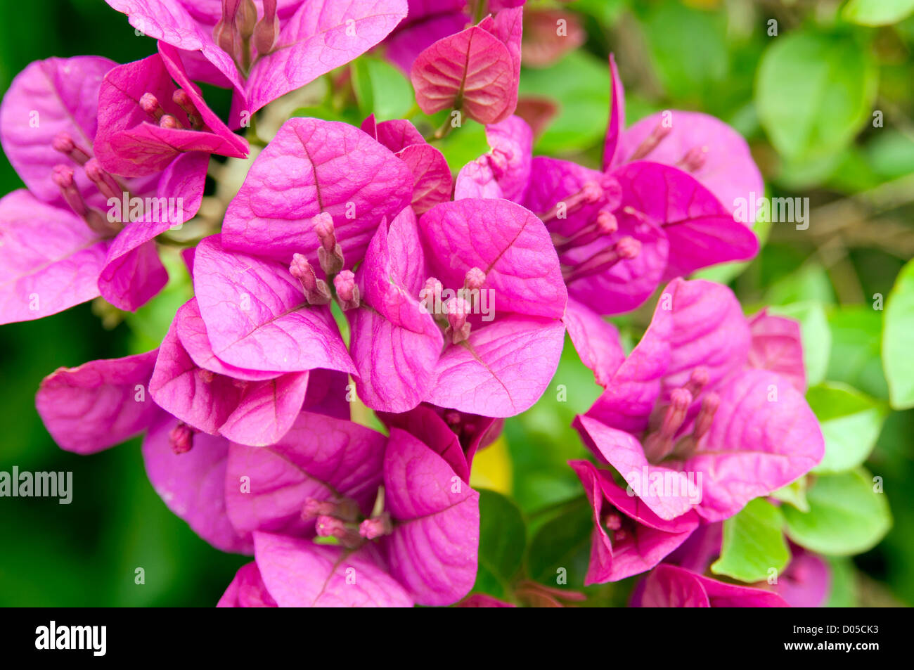 Bougainvillea flowers in bright purple and green Stock Photo