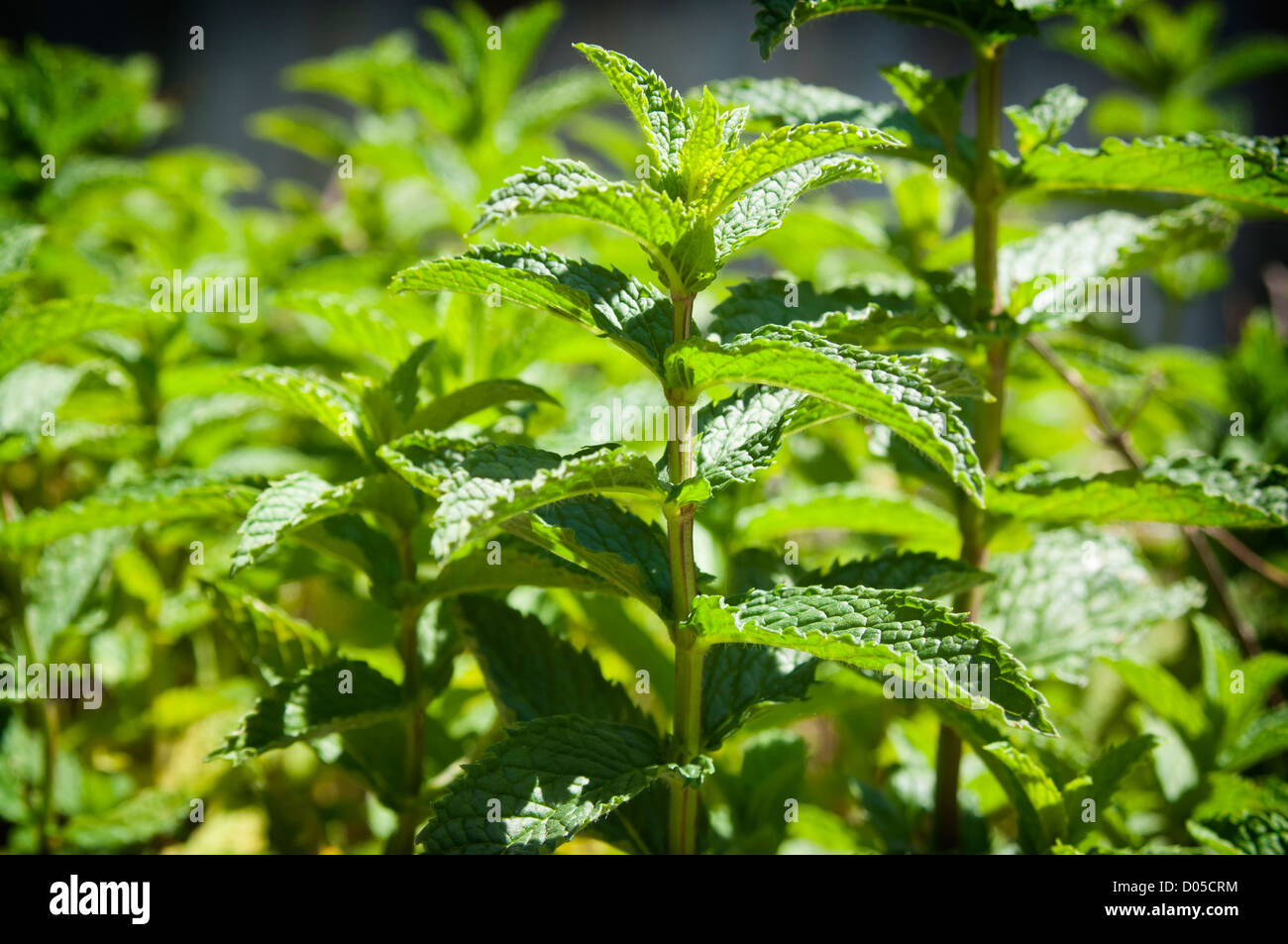 Fresh mint growing in a herb garden Stock Photo
