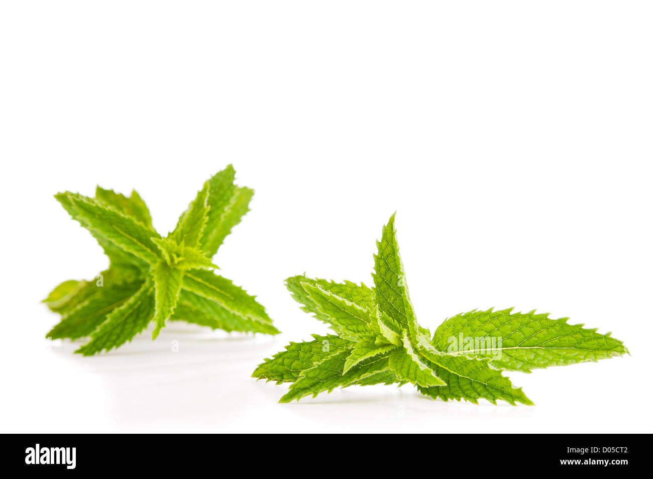 Mint leaves isolated on white in fresh, vibrant green Stock Photo