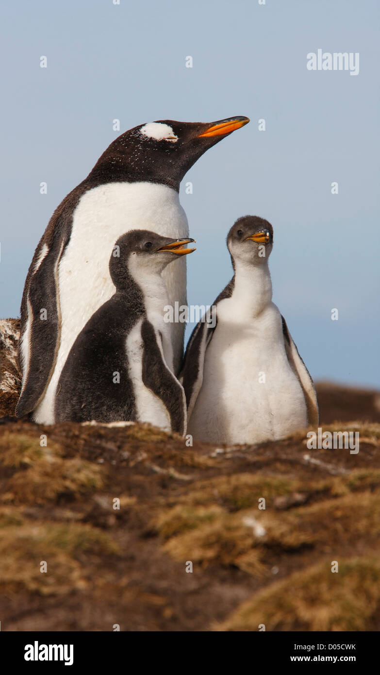 Gentoo penguin adult and two chicks Stock Photo