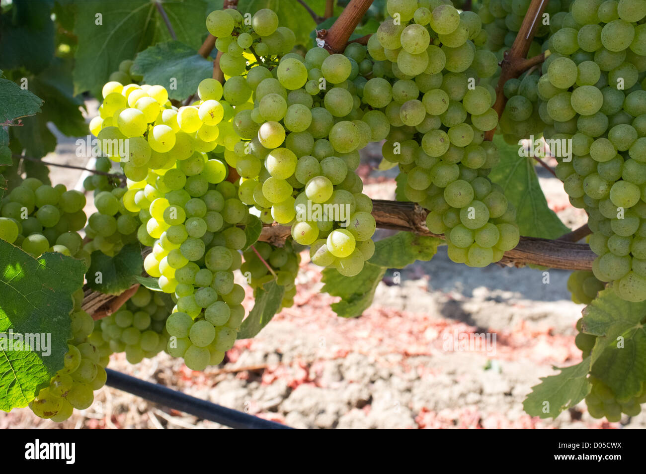 Color photograph of grape vines in California's Napa Valley at height