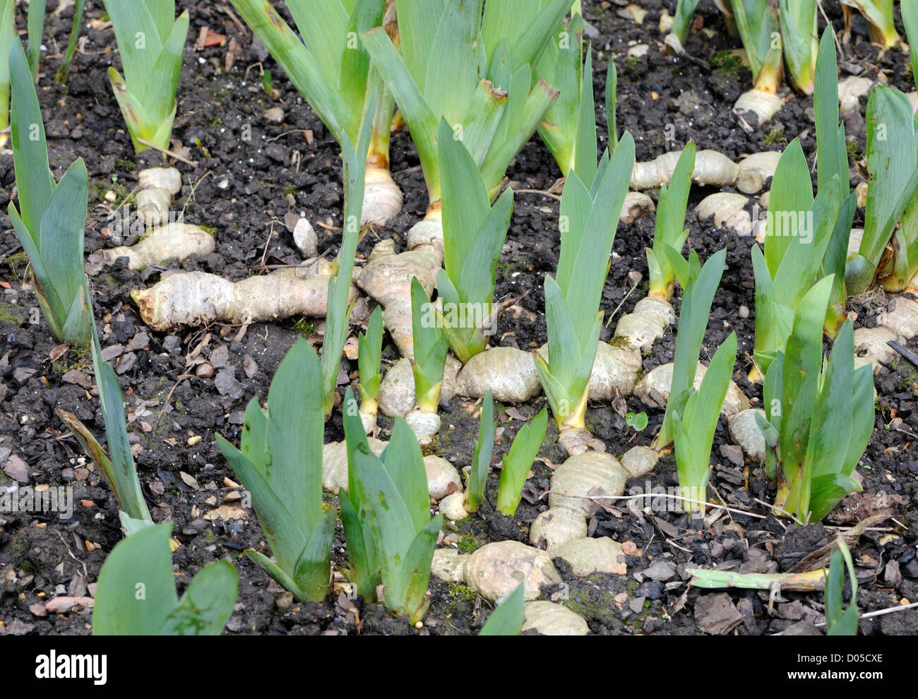 Bearded Iris shoots with rhizomes spreading on the surface of the ground. Stock Photo