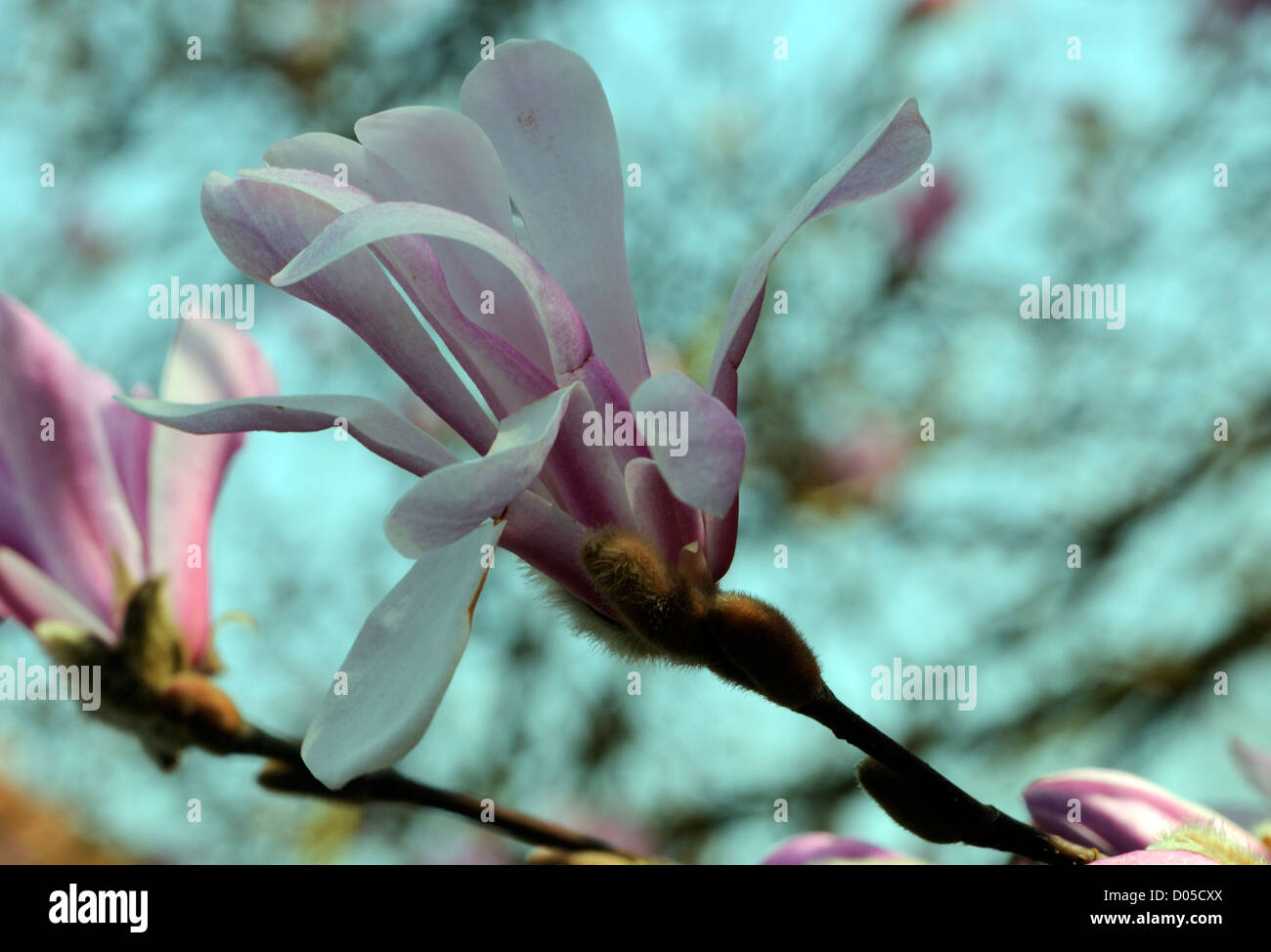 The pink flowers of Magnolia salicifolia. Bedgebury Forest , Kent, UK.  17 April 2010 Stock Photo