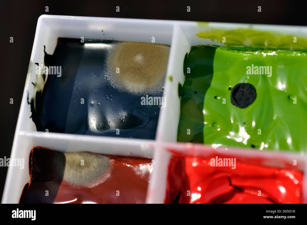 Mold growing on watercolor paint in palette Stock Photo Alamy