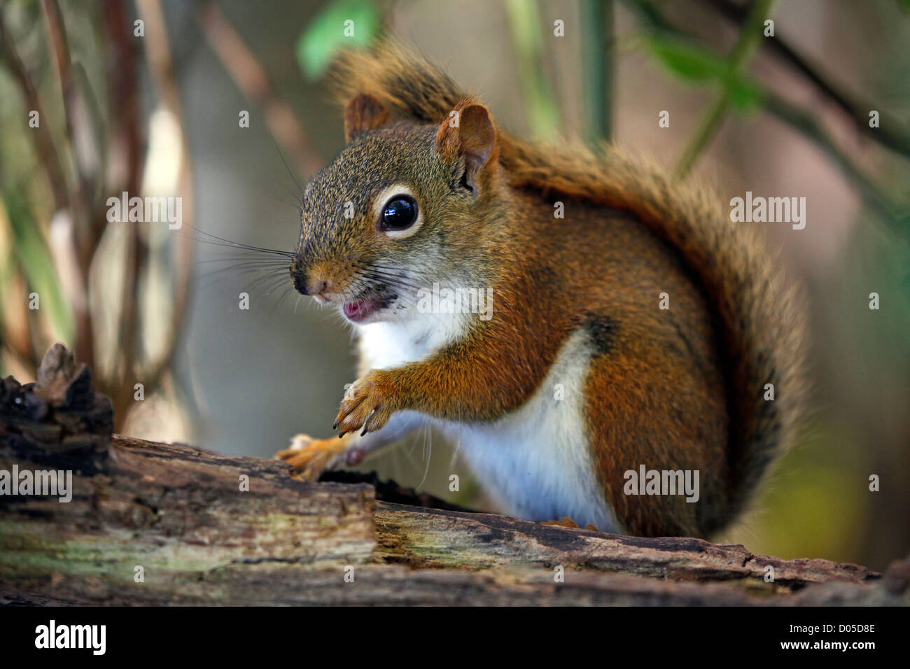 Red Squirrel, Provincetown, Cape Cod, Massachusetts, America Stock
