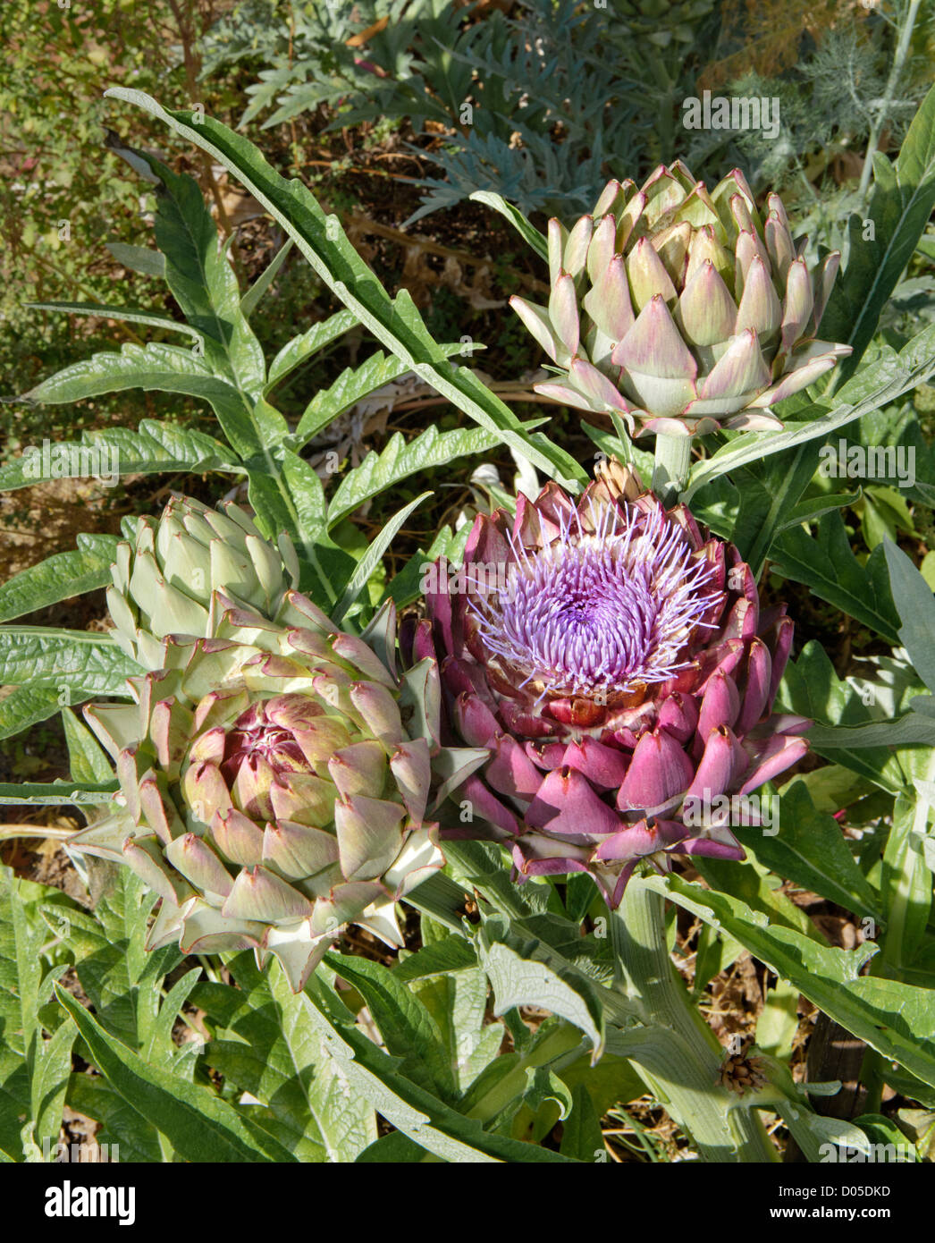 Globe artichoke plant with tone flower head in bloom Stock Photo Alamy