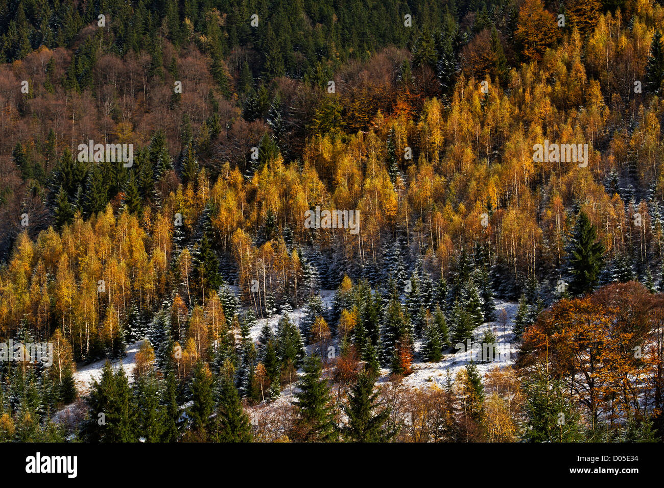 Alpine forest in late autumn Stock Photo - Alamy