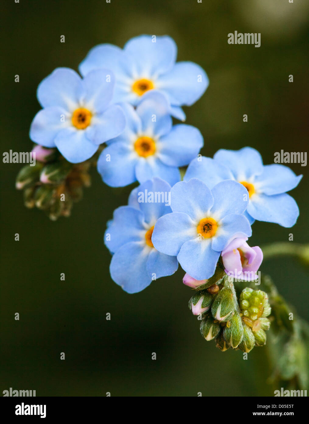 Myosotis scorpioides Water plant in flower Stock