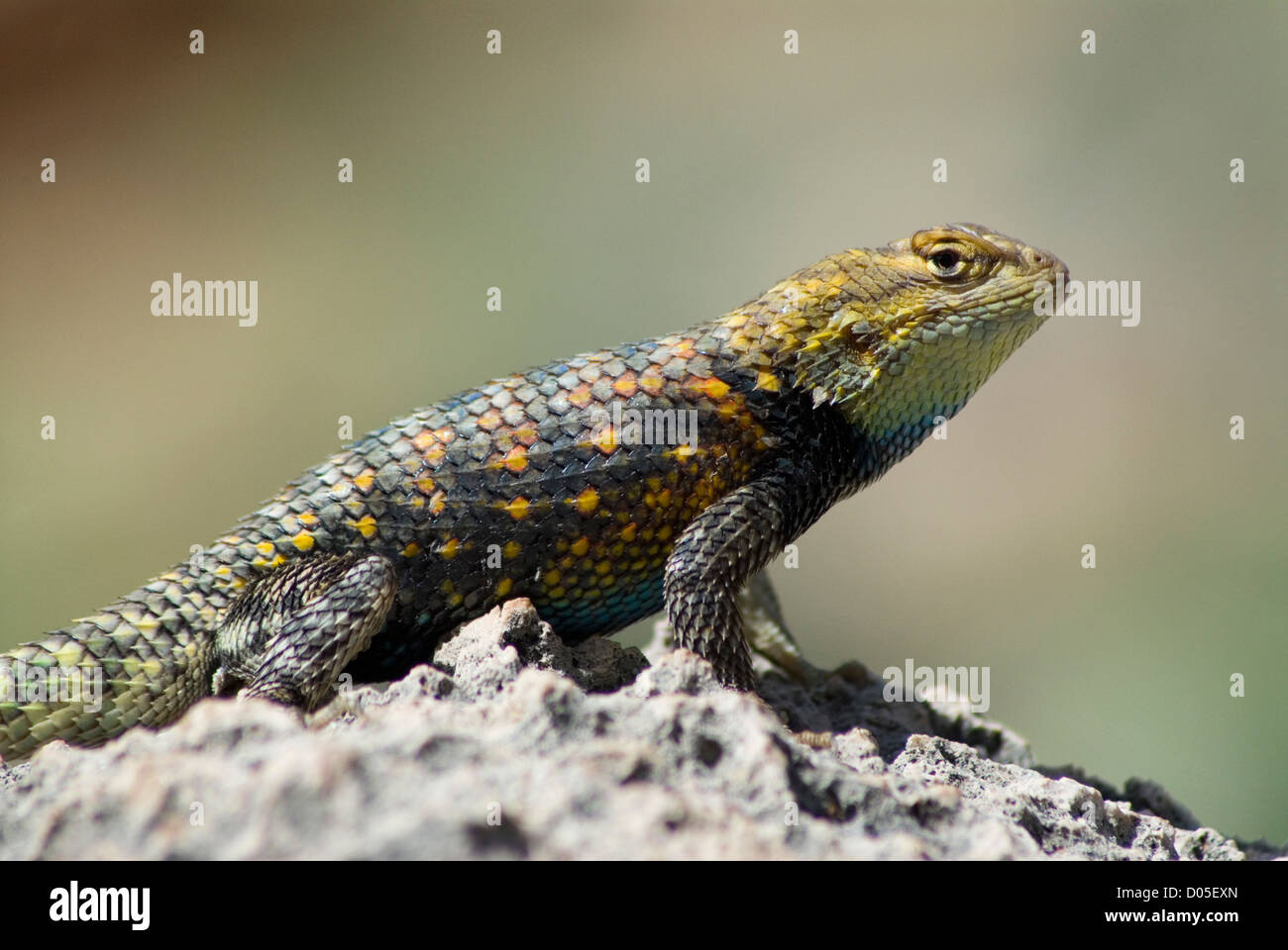 Spiny lizard in the Grand Canyon, Arizona Stock Photo - Alamy